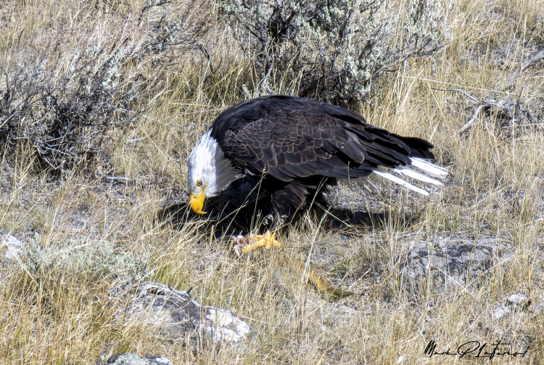 Bald Eagle, Yellowstone National Park